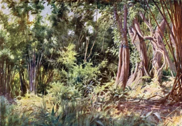 Jungle à Delanchoon